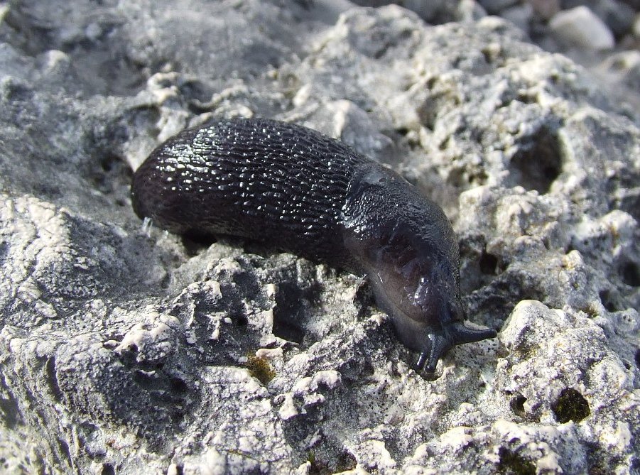 Limax ianninii? - Fonte Pozzotello (FR)